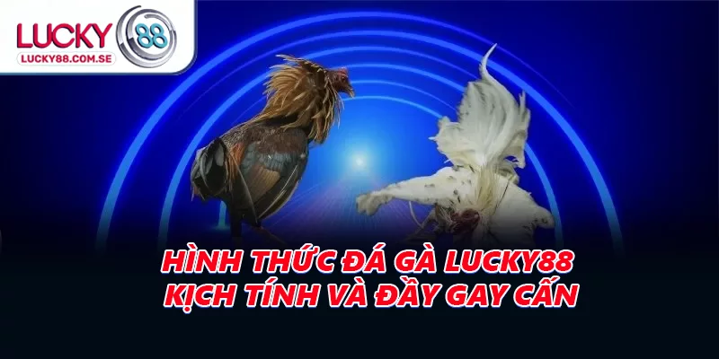 Hình thức đá gà Lucky88 kịch tính và đầy gay cấn